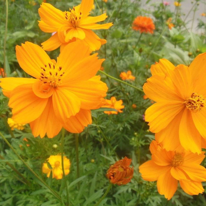 硫华菊