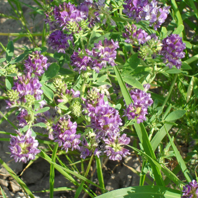 紫花苜蓿2.jpg
